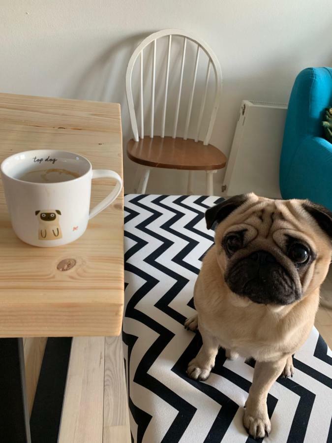 Cute Pug Guest Room كوبنهاجن المظهر الخارجي الصورة