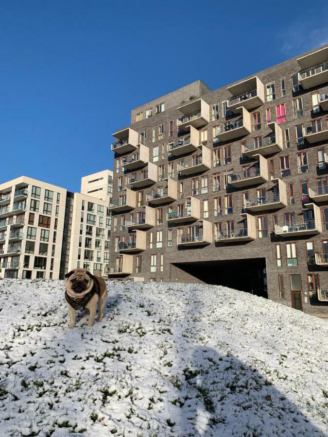 Cute Pug Guest Room كوبنهاجن المظهر الخارجي الصورة