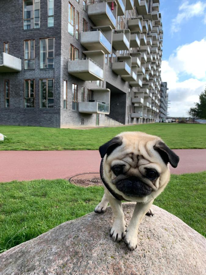 Cute Pug Guest Room كوبنهاجن المظهر الخارجي الصورة